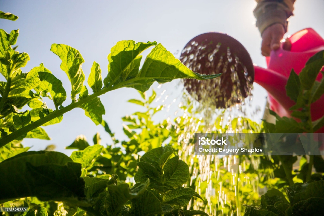 istockphoto-1731525339-2048x2048